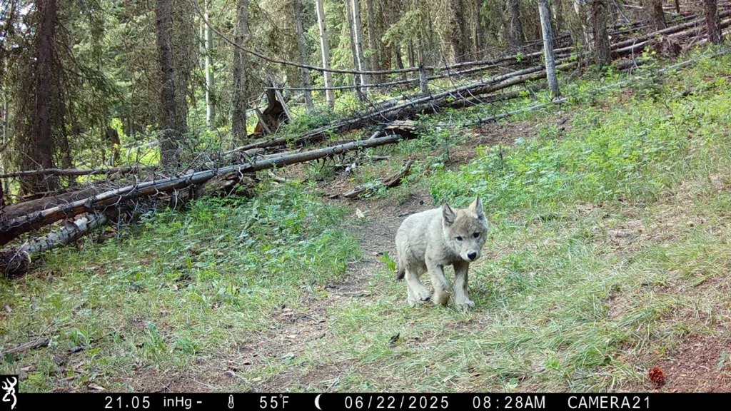 Colorado’s newest wolf pack has established in Eagle County