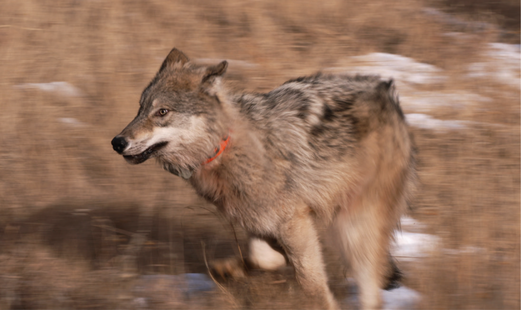 Colorado Parks and Wildlife kills member of One Ear wolf pack after attacks on cattle in Grand, Jackson counties