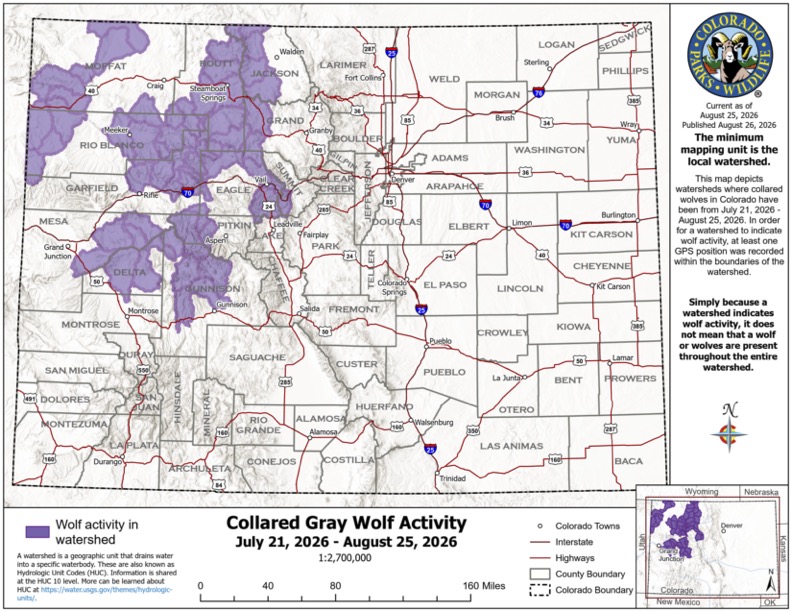 Northwest Colorado remains a hotbed for gray wolf activity in August