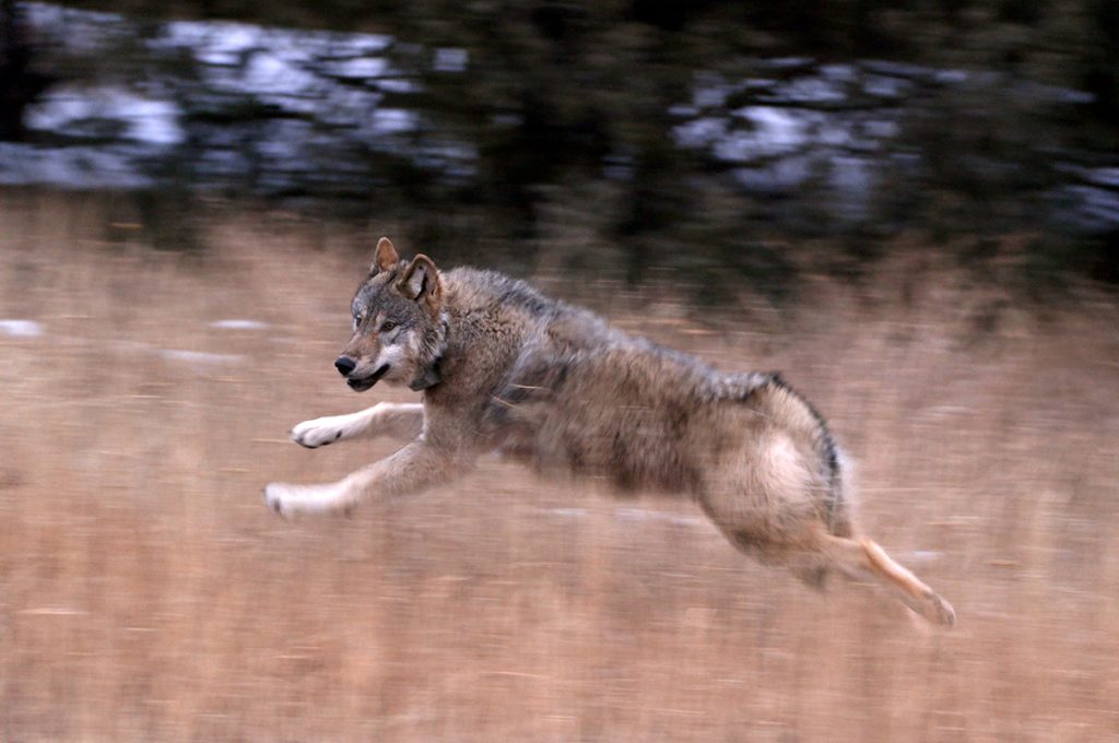 Colorado Parks and Wildlife reaches agreement with Ute Mountain Ute Tribe over wolves