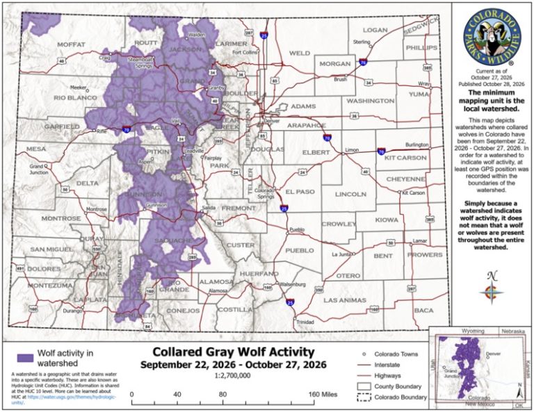 Colorado wolf activity stretches across Western Slope in October ...