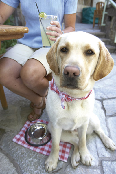 Bully Ranch Vail Vail’s Bully Ranch now serving dogs | VailDaily.com