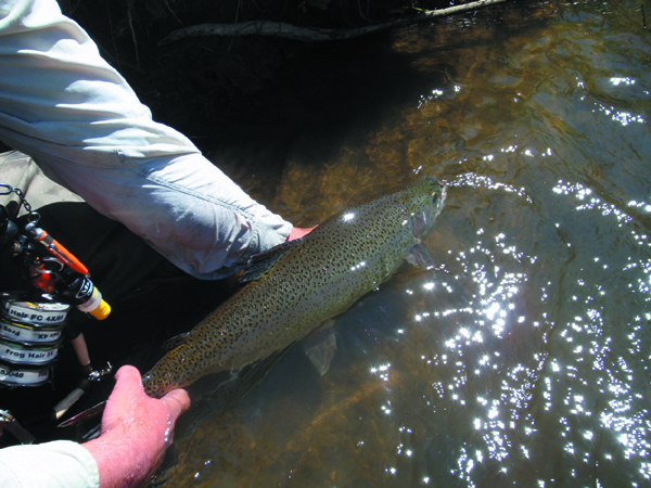 Vail Valley Fishing Report | VailDaily.com