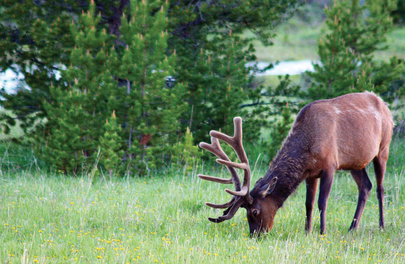 Colorado, Eagle County see big hunting year