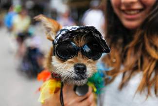 Gavi, a 5-month-old terrior, sports her look as owner Zulfiya Baseman, 12, holds her, Saturday, in Vail. Dogs were plenty in Vail over the weekend.