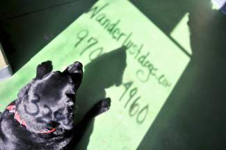 Wanderlust Dogs in Eagle set to expand operations | VailDaily.com