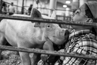 Logan Trujillo, 11, of Sweetwater Bandits 4-H Club in Gypsum, gives his pig, Snort, some love and marshmallows at the Fair and Rodeo in Eagle. Trujillo says the 4-H club is a great experience to meet friends and acquire new life skills.