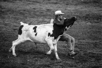 Brandy Buum, of Fort Lupton, tries to get his steer to the ground during the steer wrestling competition during the Fair and Rodeo Wednesday in Eagle.