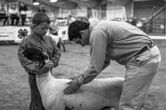 Sean Keefe, 9, has his sheep inspected by Judge J.T. Gillmore during the Junior Showmanship category for the 4-H Sheep Show at the Fair and Rodeo in Eagle. Gillmore is checking the sections of the sheep and asking Keefe questions to test his animal husbandry knowledge..
