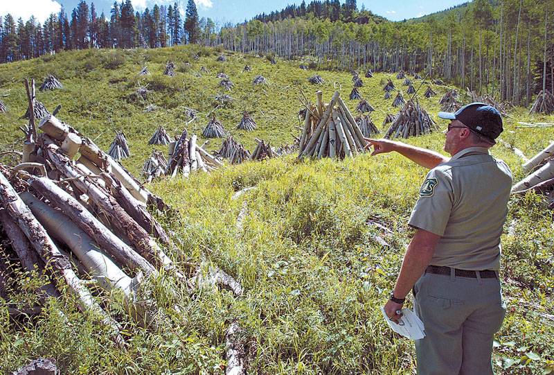 Tough times for trees | VailDaily.com