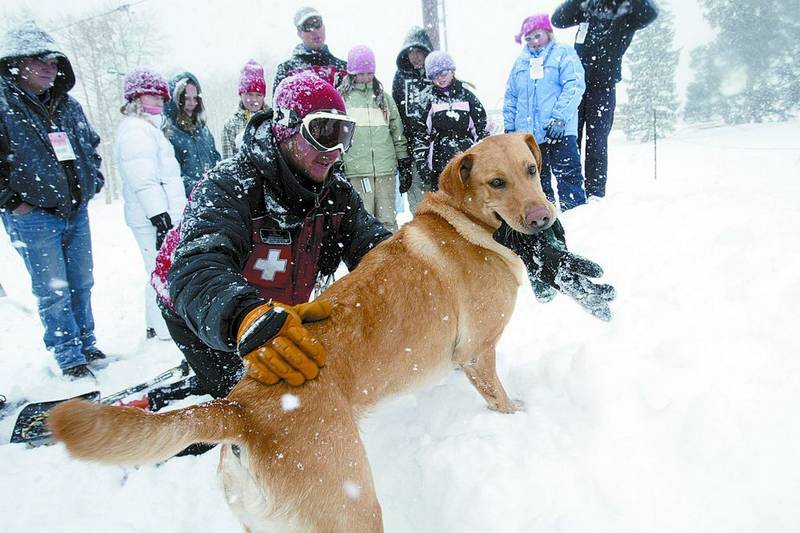 Rescue dogs train at Beaver Creek | VailDaily.com
