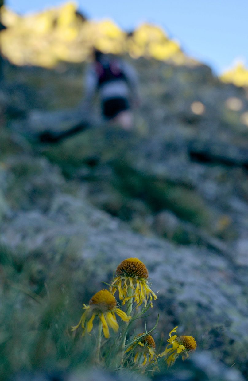 A patch of high-alpine flowers peeks out from behind boulders between Peak One (12,805) and Tenmile Peak (aka Peak Two 12,933 feet).
