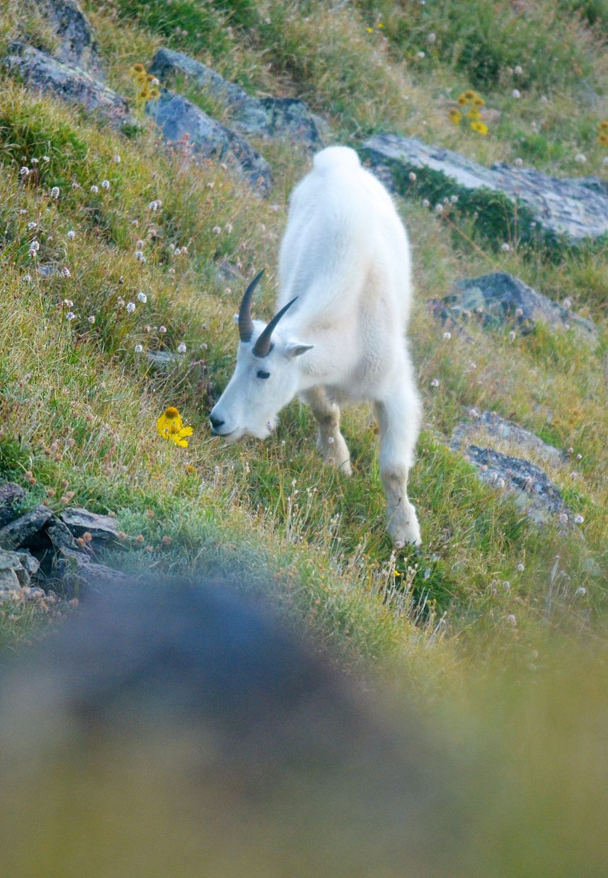 A mountain goat leisurely snacks on grass between Peak Three (12,676 feet) and Peak Four (12,866 feet) of the Tenmile Range.