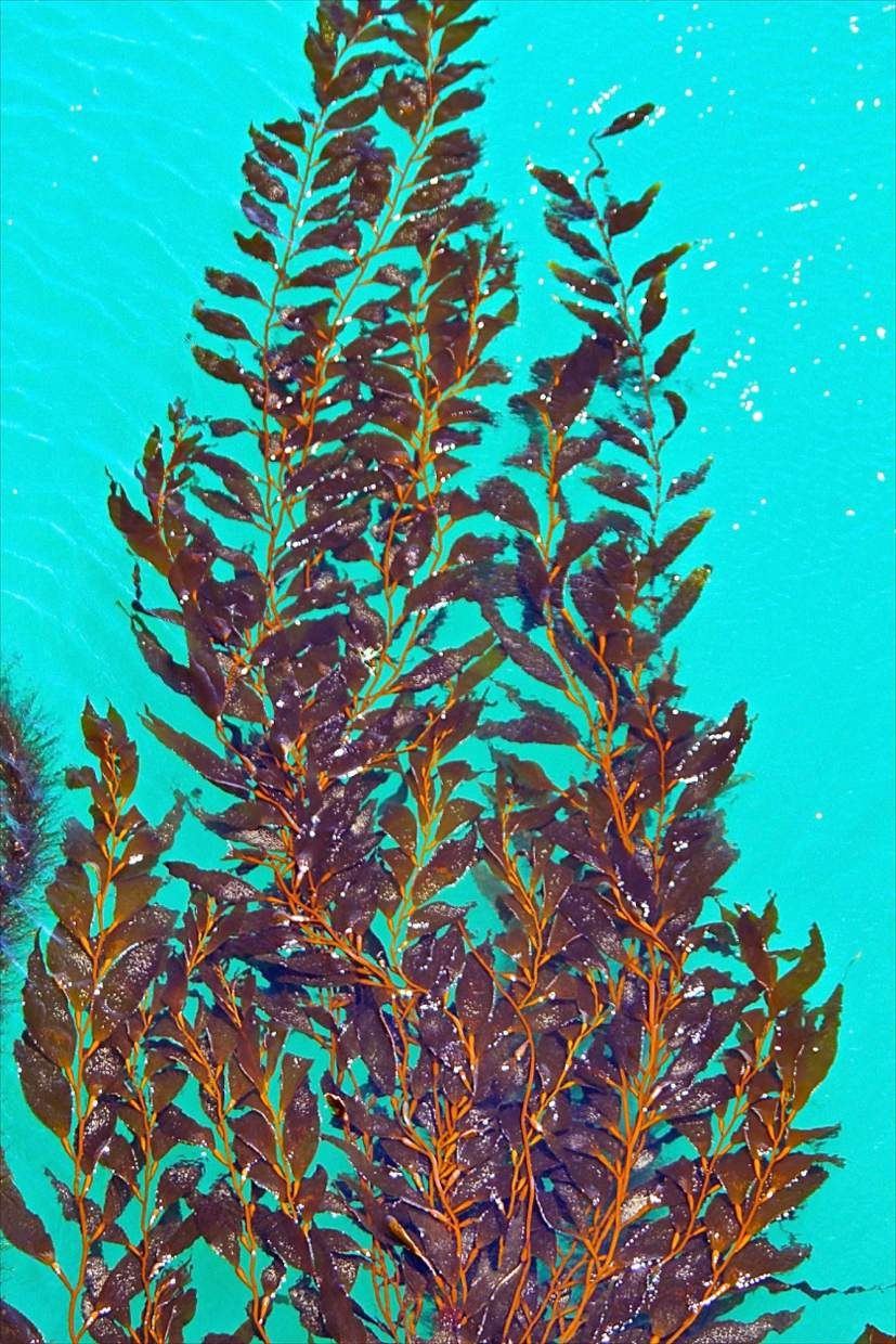 Book review: ‘The Golden Shore: California’s Love Affair with the Sea