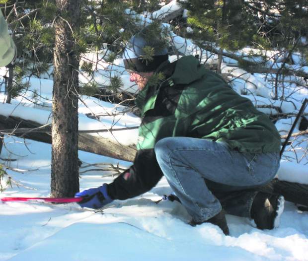 Cut your own Christmas tree this year; permits now available