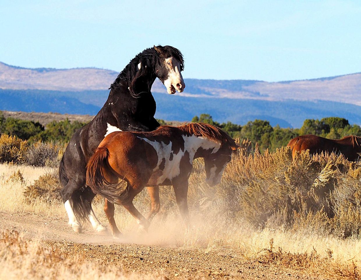 Drought forces emergency measures for wild horses in the West ...