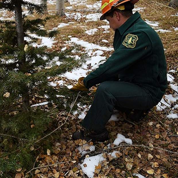 Cut down your own Christmas tree starting the day after Thanksgiving