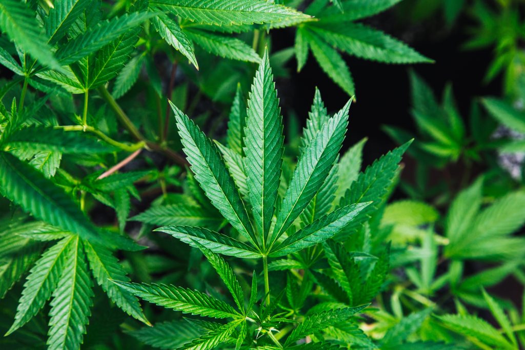 Fresh marijuana rules in effect Monday in Colorado - Vimarsana News