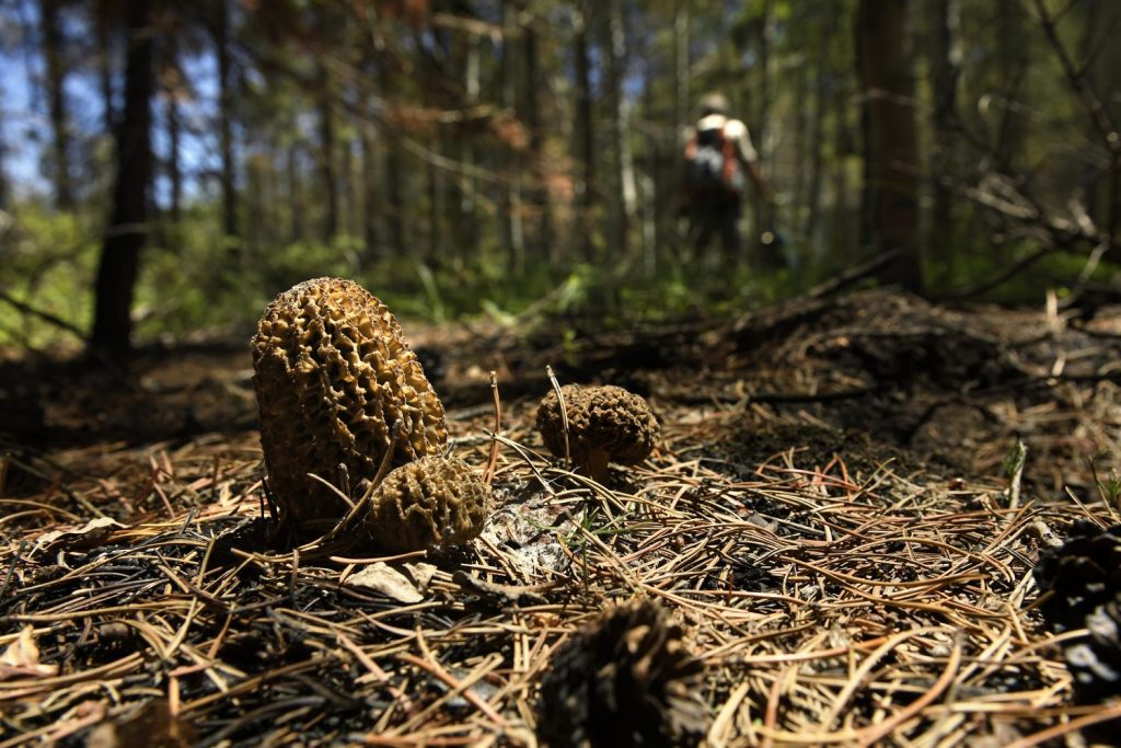 Rare burn morel mushrooms popping up in Colorado