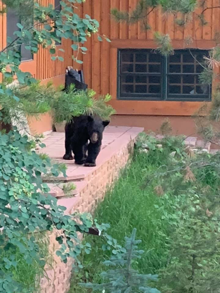 Rob Niehaus shared this photo, noting he spotted this bear in the Intermountain neighborhood.