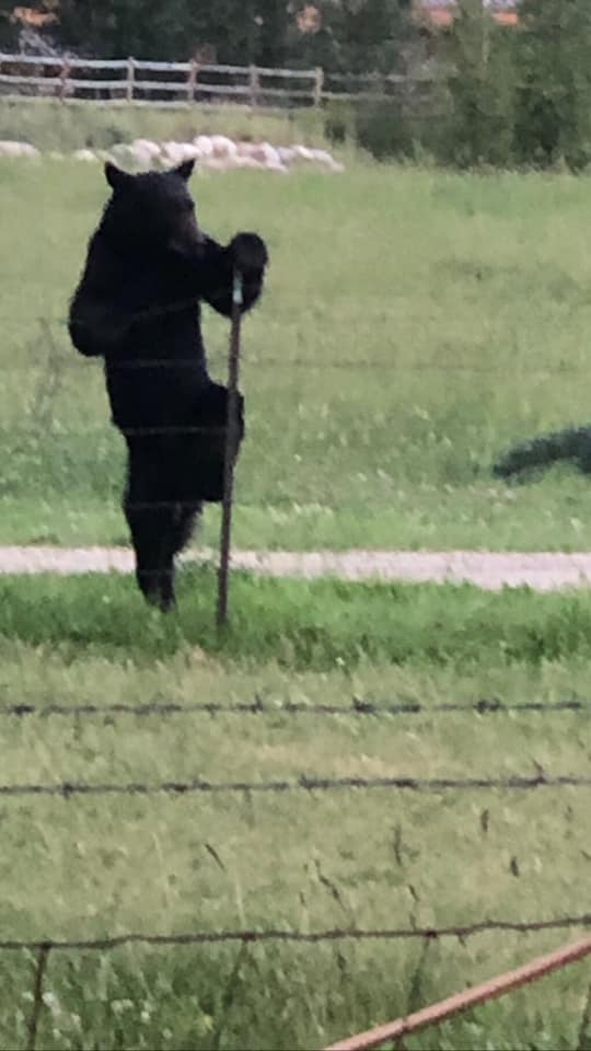 Reader Gary Calhoun nabbed this picture of a bear in front of his home.