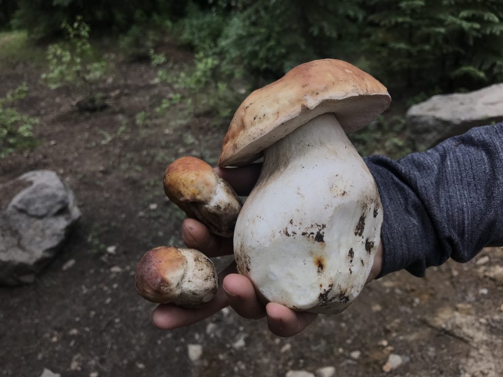 Porcinis and chanterelles and morels, oh my!