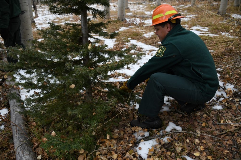 Christmas tree permits now available through U.S. Forest Service