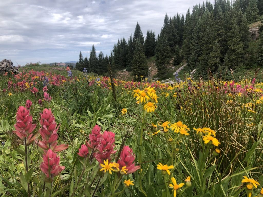 These are the 5 best wildflower hikes in the Vail Valley right now