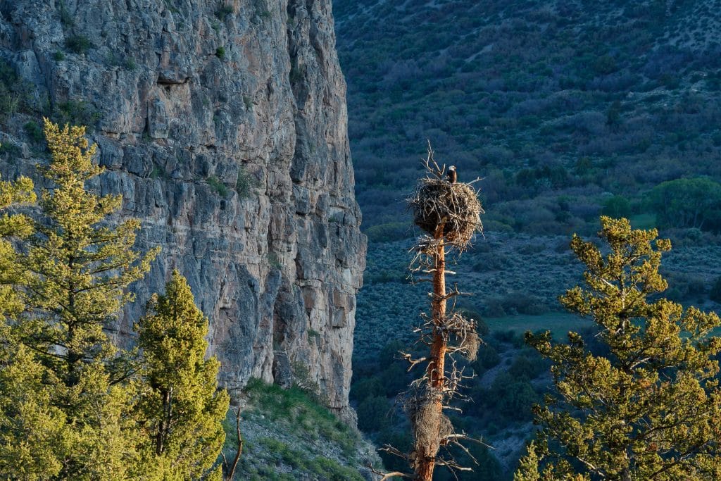 Morning light on bald eagle nest at Sweetwater Lake.