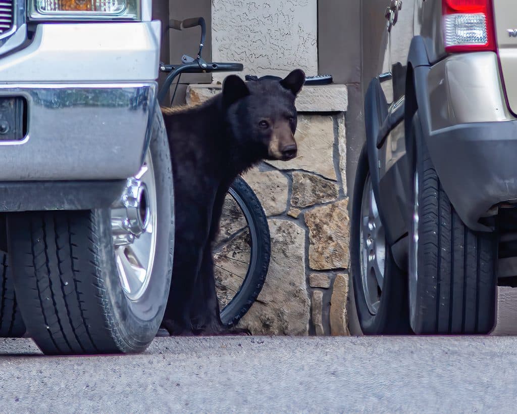 If you love bears, then you need to do your part to avoid conflicts - Vimarsana News