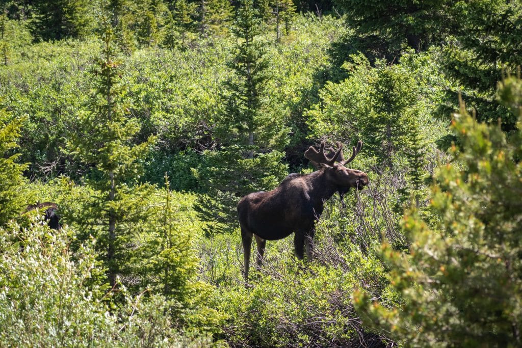 A bull moose browses for food in a forest. In September and October, a bull moose’s bellows can be heard for miles as they search feverishly for mates. 