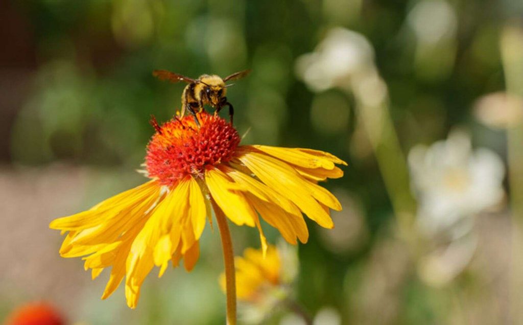 Chase Shaw What happens when the birds and bees can’t pollinate
