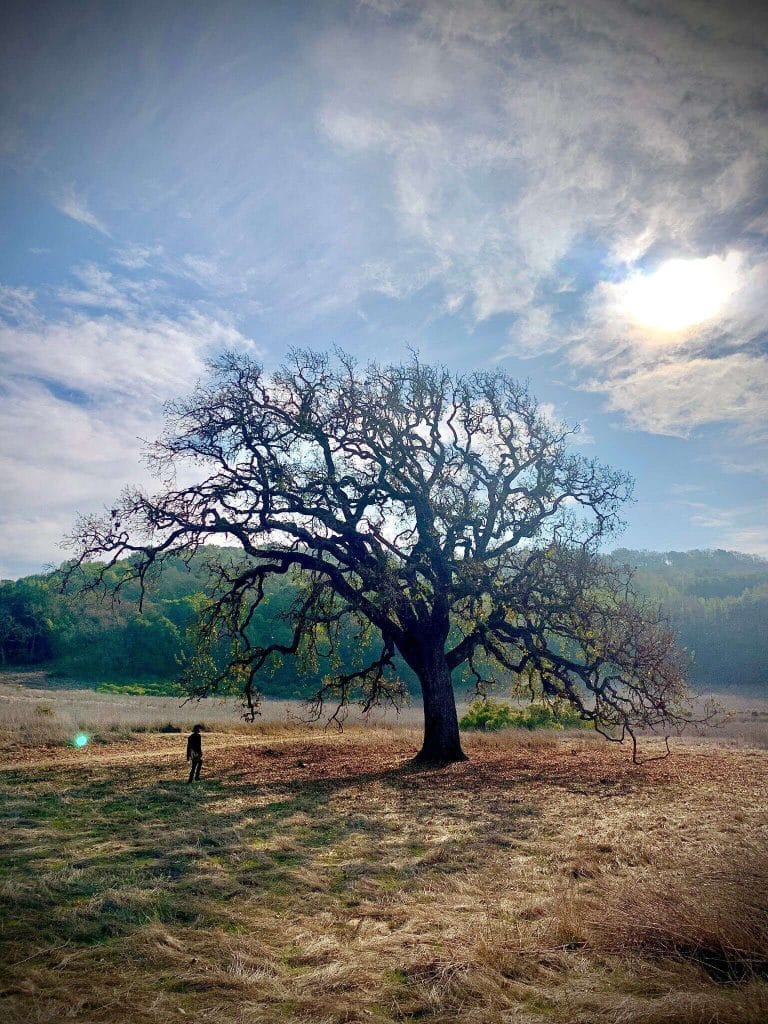 Curious Nature: On fire, destruction, and renewal | VailDaily.com