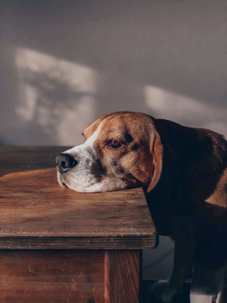 Awareness, vaccinations could help protect dogs as scientists report a rise in respiratory infections - Vimarsana News