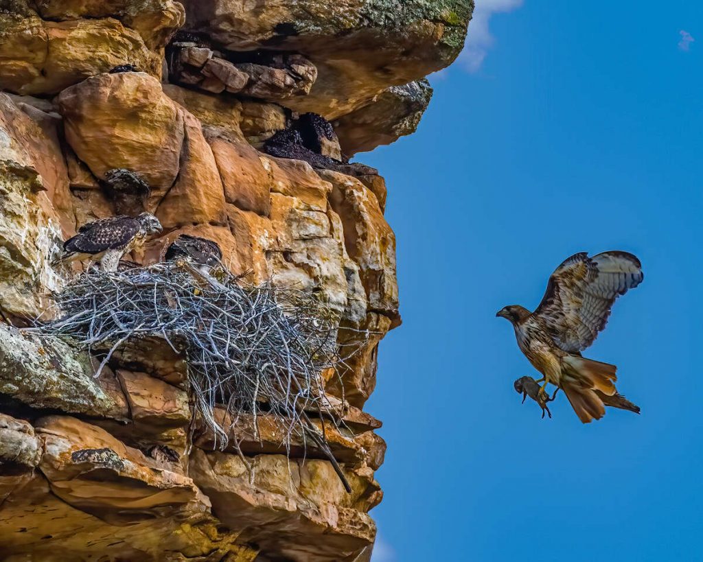 Protecting raptors: How you can help preserve Eagle County’s majestic ...