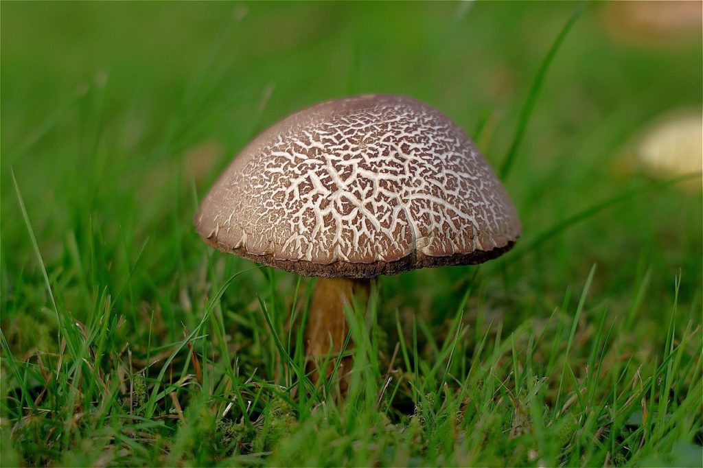 Fungus among us The Eagle Mushroom and Wild Food Festival returns