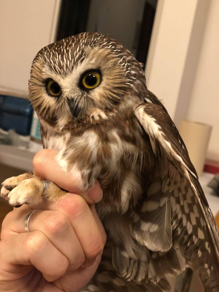 Curious Nature: 'Toot toot toot' goes the northern saw-whet owl
