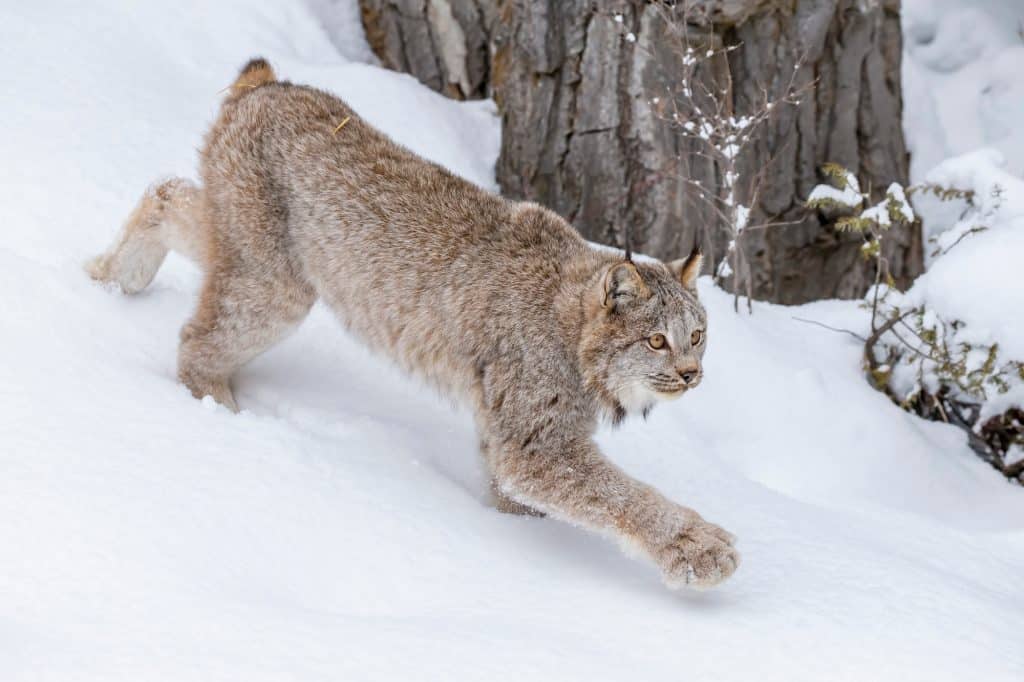 Curious Nature Celebrating Colorado’s unique wildcats during National