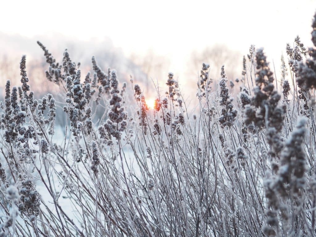 Curious Nature: What happens to plants under the snow? | VailDaily.com