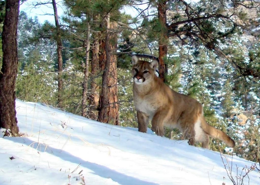 Colorado high school students study mountain lions roaming nearby - Vimarsana News
