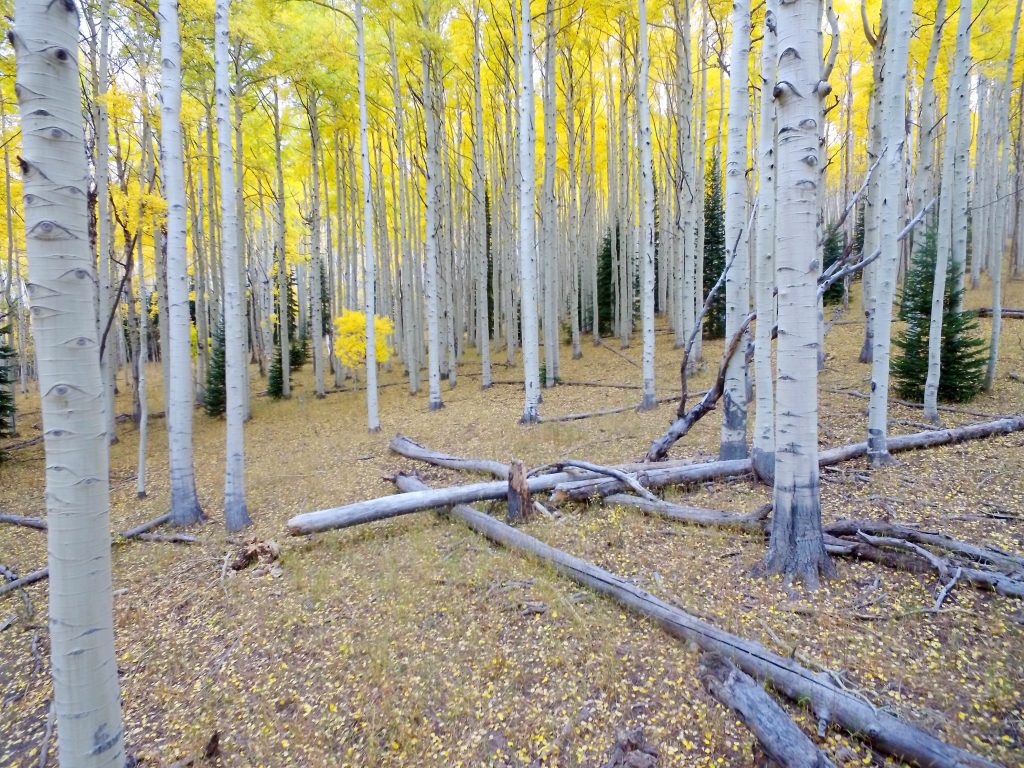 Colorado hikers find abandoned burning campfire: 'I just don't understand how anybody could do that.' - Vimarsana News