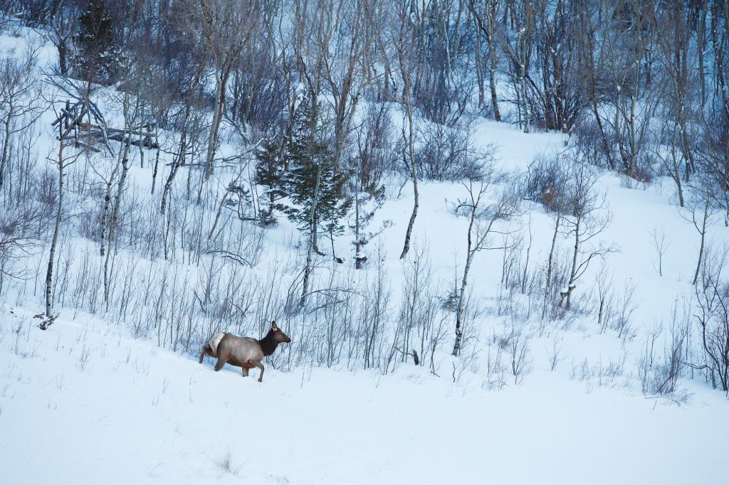 Trust Our Land: Championing wildlife as the seasons change - Vimarsana News