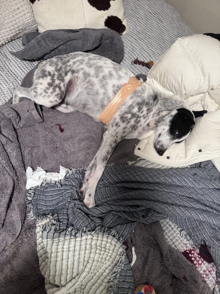 Valley dog recovers after coyote attack in Woody Creek - Vimarsana News