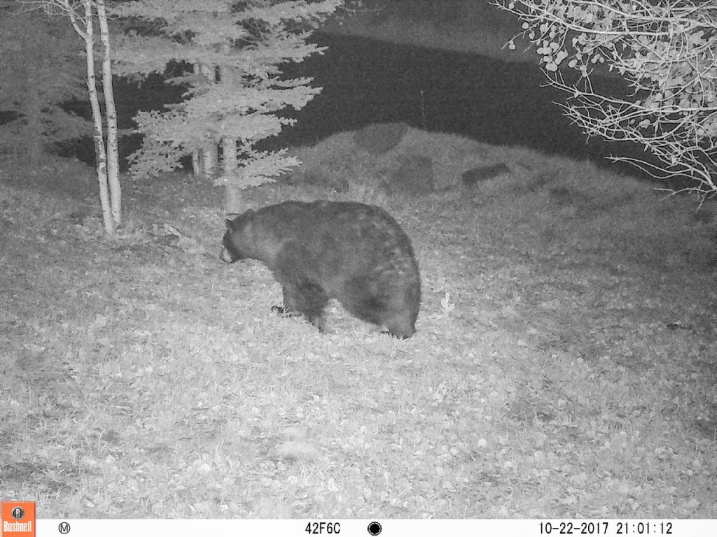 Whodunit in the woods: How Colorado's wildlife investigators solve crimes - Vimarsana News