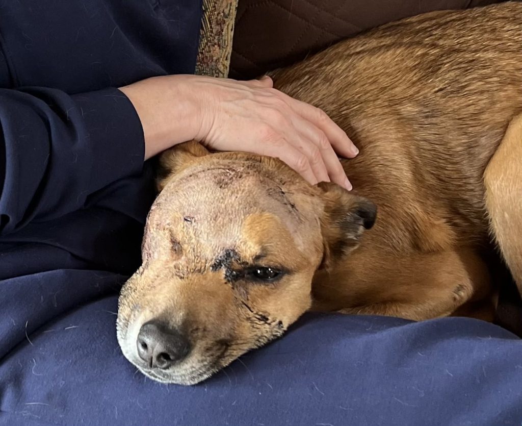 Dog recovering after mountain lion attack near Keystone - Vimarsana News
