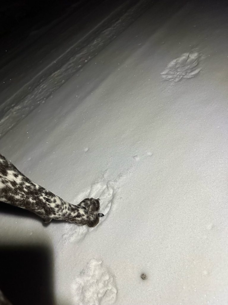 Parks and Wildlife confirms animal prints in Granby do not belong to collared wolves - Vimarsana News