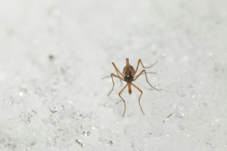 Snow flies go to extraordinary lengths to find a mate | VailDaily.com
