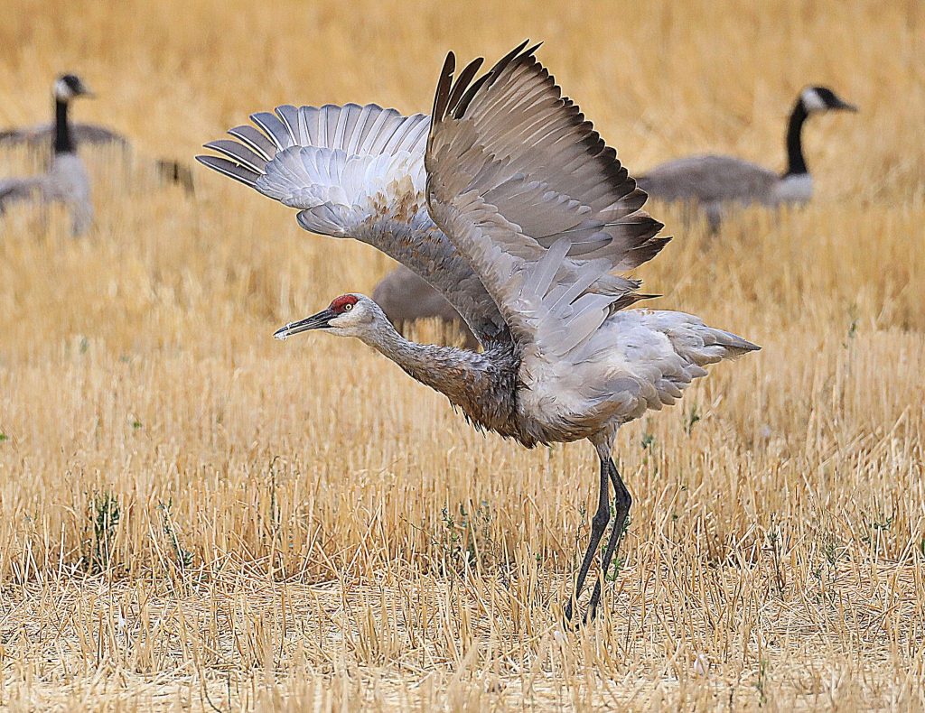 Eyes on the skies: Colorado birding experts share tips and tricks for their favorite outdoor hobby - Vimarsana News
