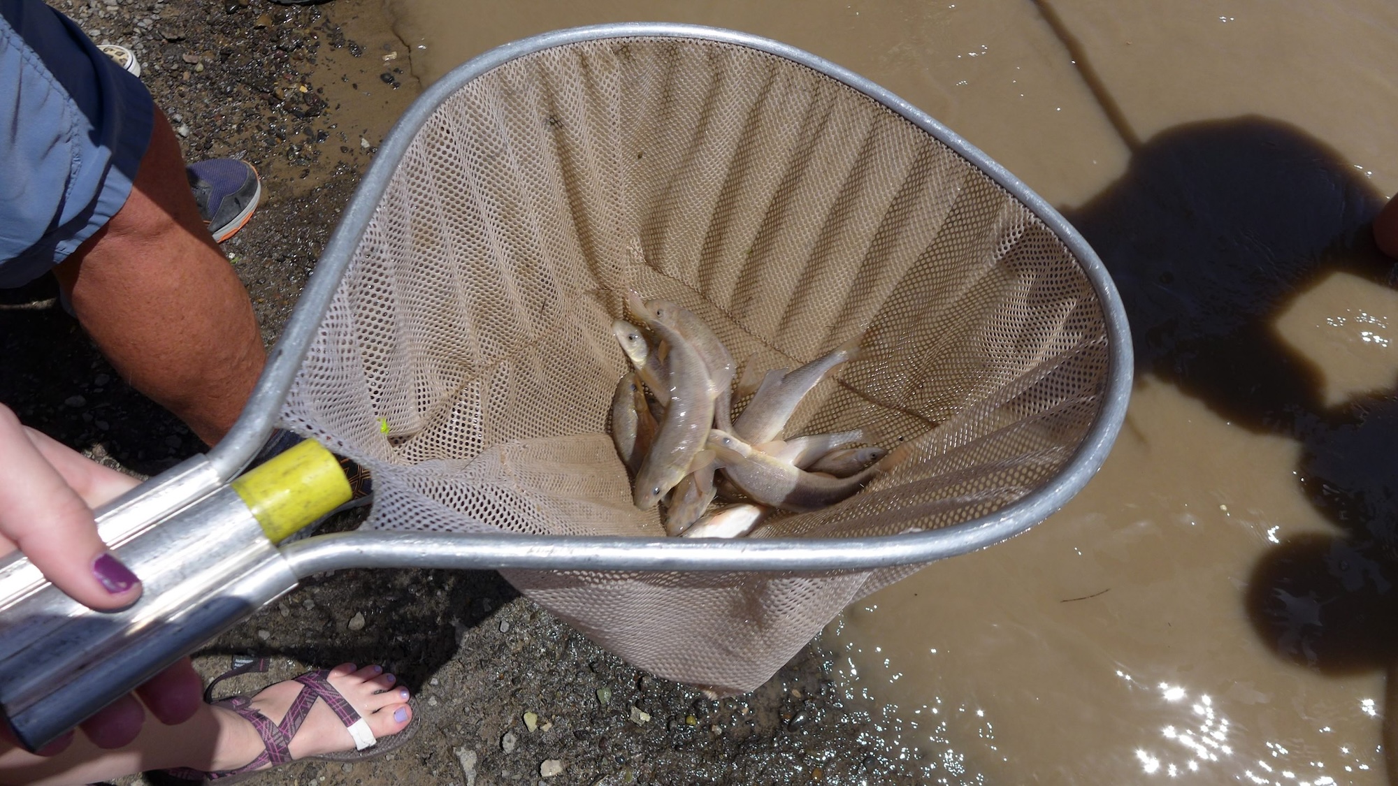 Four Rivers Razorback Pointer Reservoir releases will boost peak Colorado River flows this weekend ...