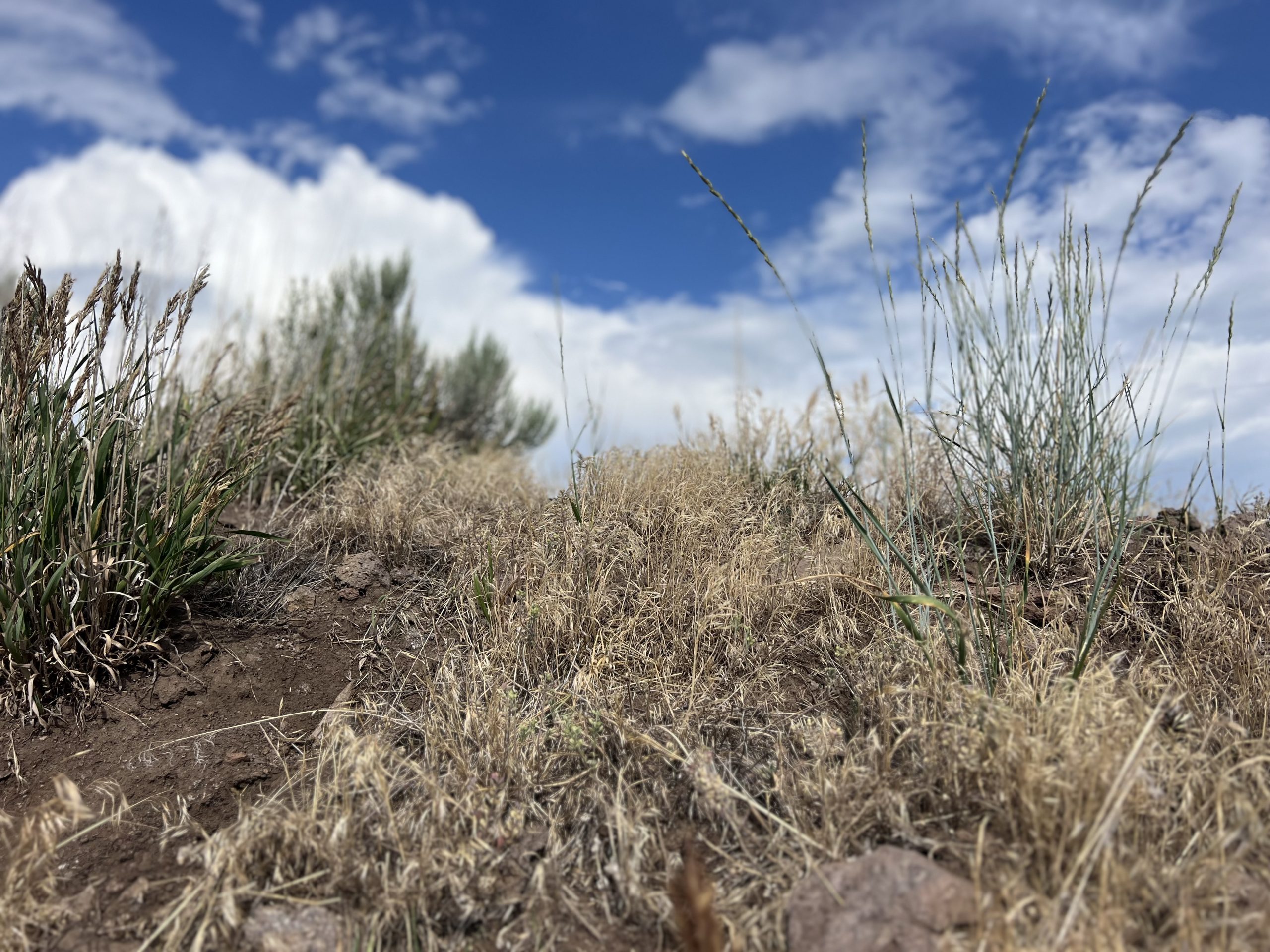 Cheatgrass fuels bigger, earlier wildfires — and is now more widespread ...